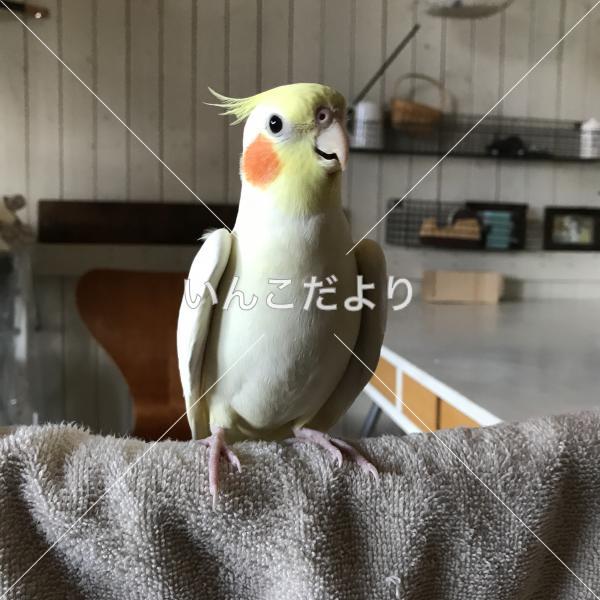 迷い鳥の写真