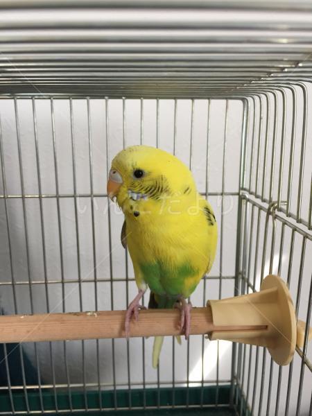 保護鳥の写真