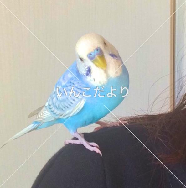迷い鳥の写真