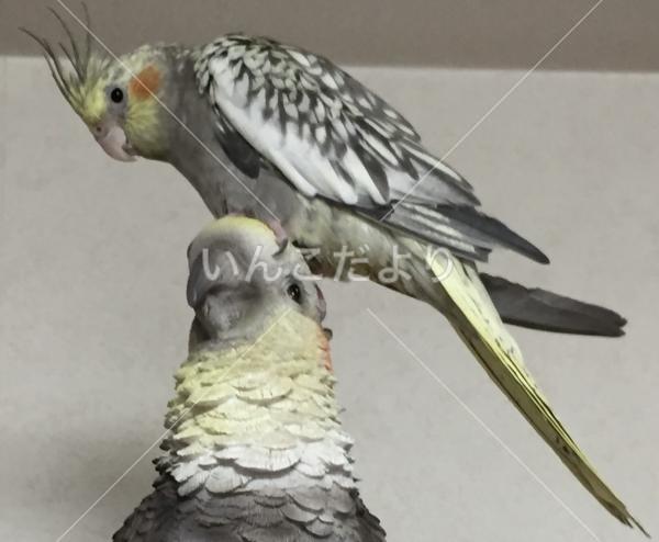 迷い鳥の写真
