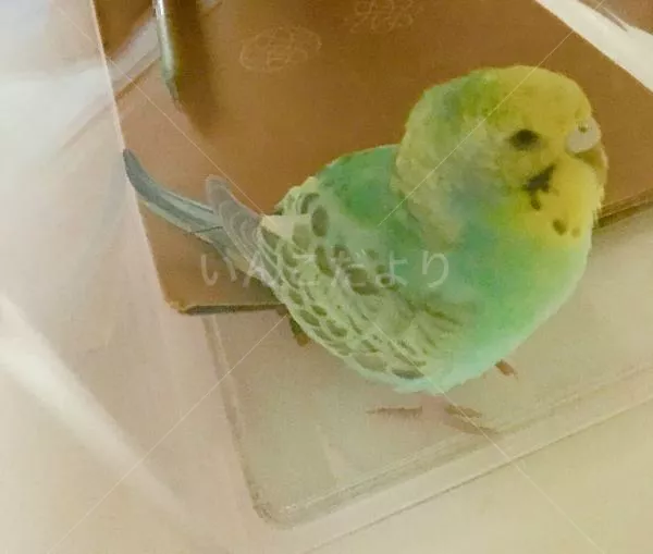 保護鳥の写真