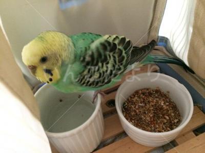 保護鳥の写真