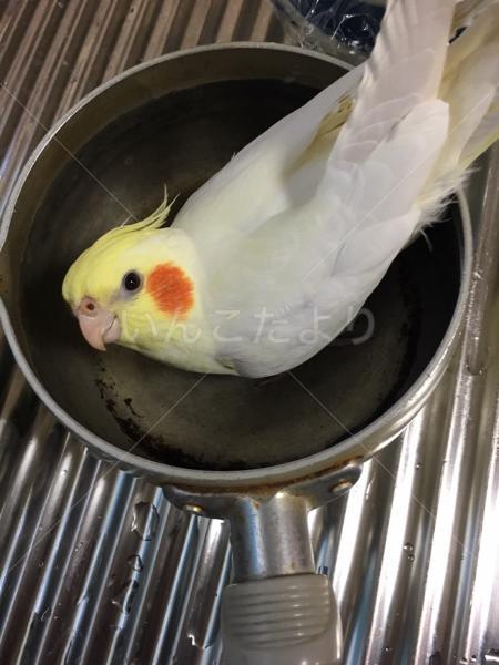 迷い鳥の写真