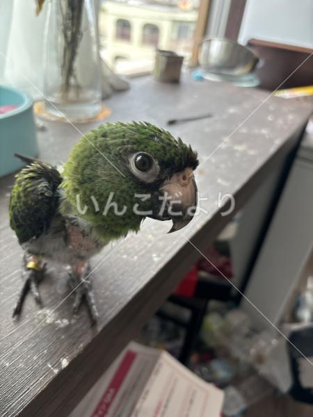 迷い鳥の写真