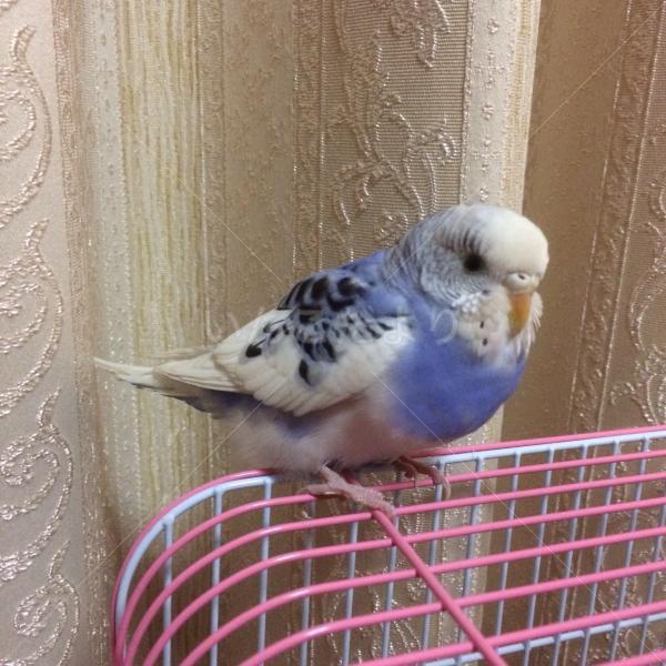 保護鳥の写真