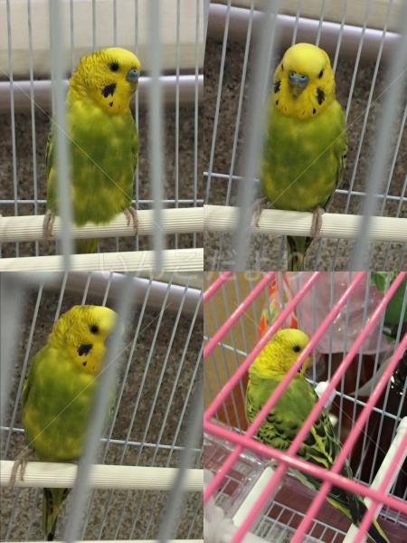 保護鳥の写真