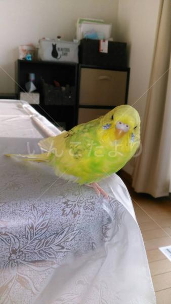 迷い鳥の写真