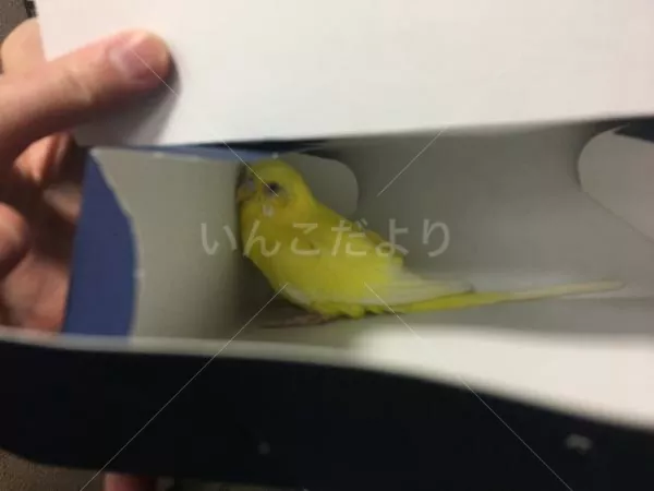 保護鳥の写真