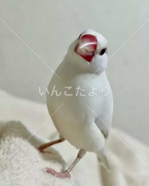 迷い鳥の写真