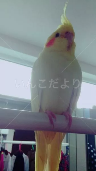 迷い鳥の写真