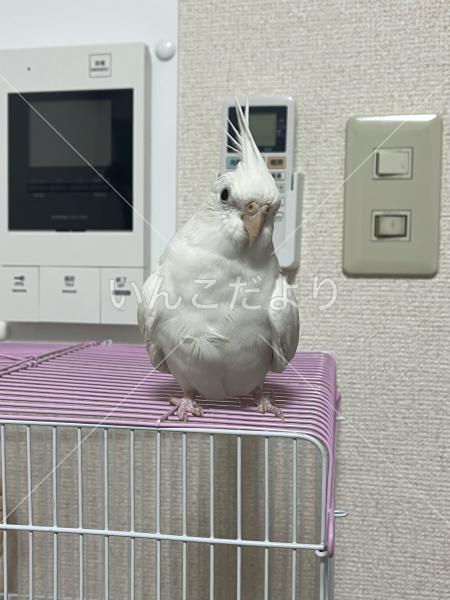 迷い鳥の写真
