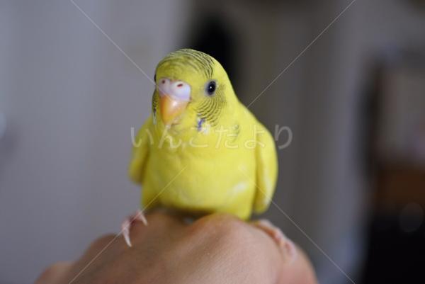 迷い鳥の写真