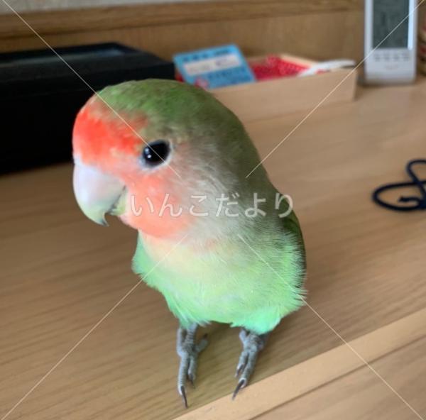 迷い鳥の写真
