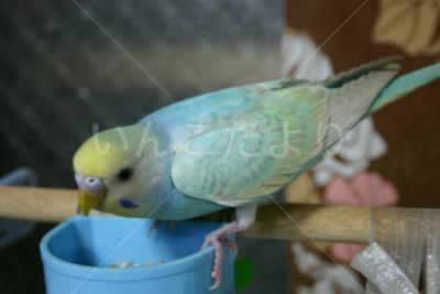 保護鳥の写真