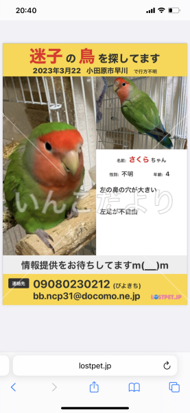 迷い鳥の写真
