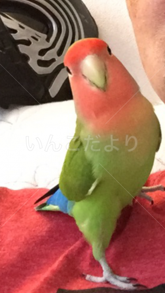 迷い鳥の写真