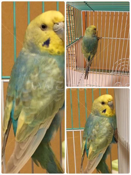 保護鳥の写真