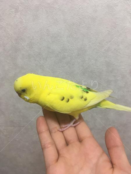 保護鳥の写真