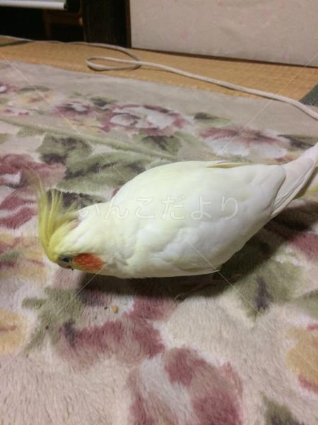 迷い鳥の写真