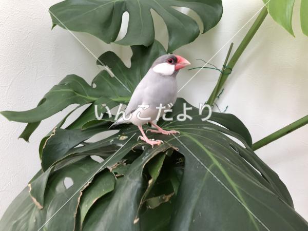 迷い鳥の写真