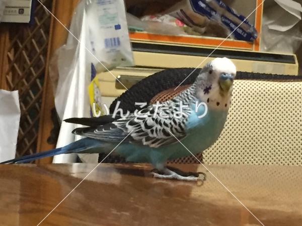 迷い鳥の写真