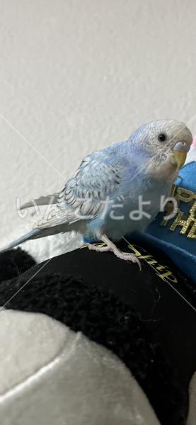 保護鳥の写真