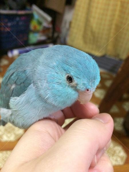 迷い鳥の写真
