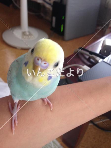 迷い鳥の写真