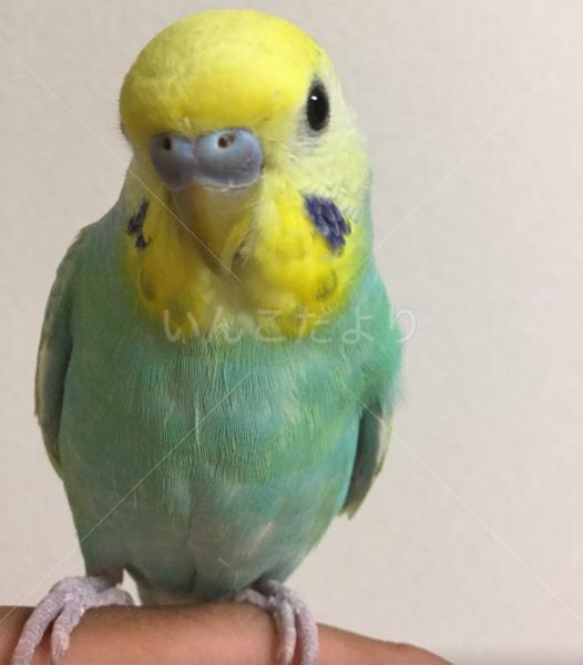 保護鳥の写真