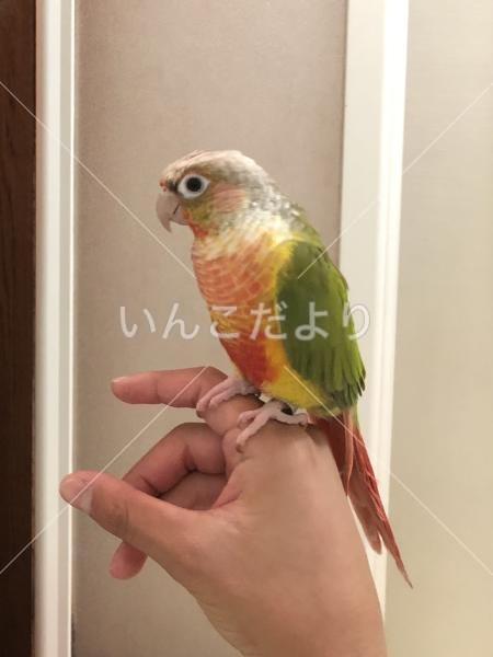 迷い鳥の写真