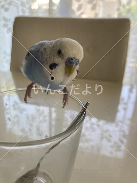 迷い鳥の写真