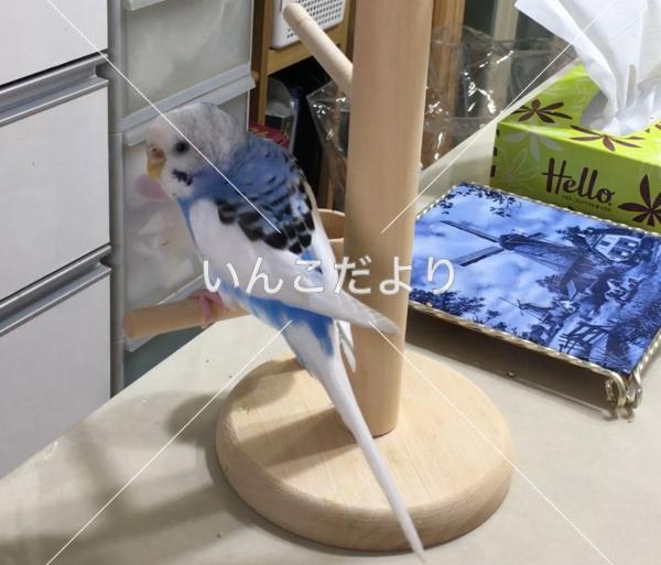 迷い鳥の写真