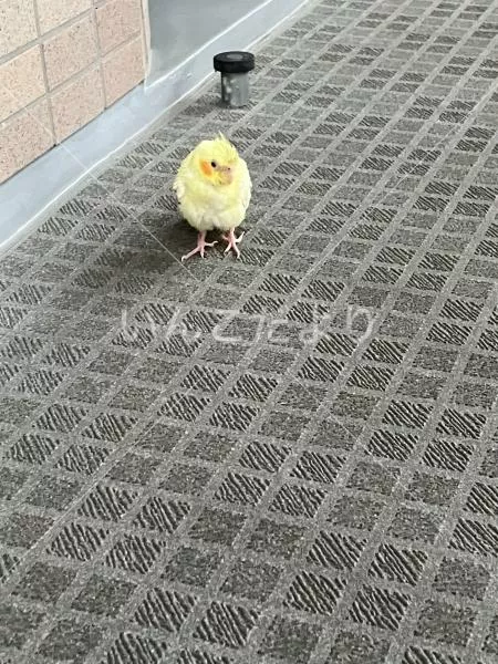 保護鳥の写真
