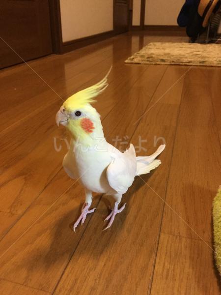 迷い鳥の写真