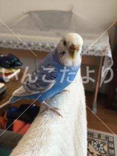 迷い鳥の写真