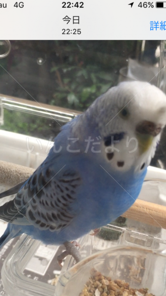 迷い鳥の写真