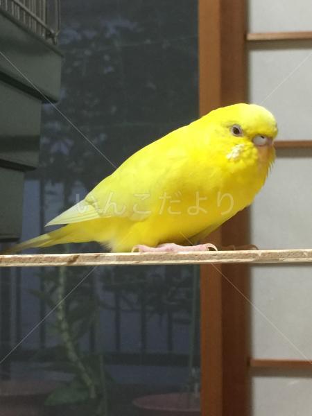迷い鳥の写真