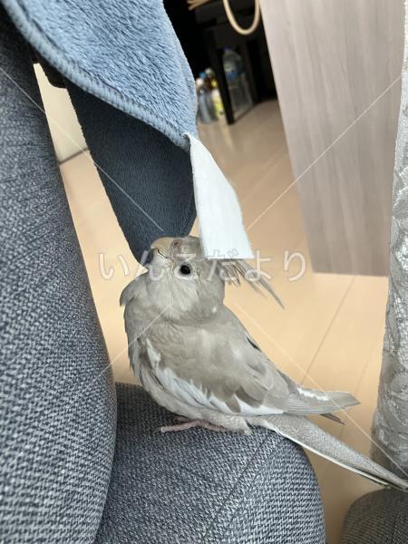 迷い鳥の写真