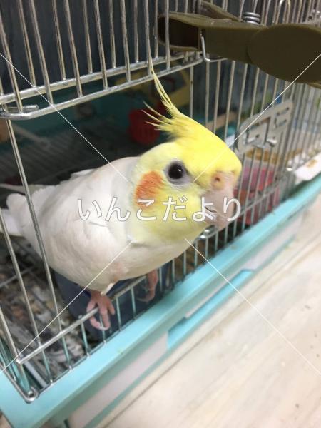 迷い鳥の写真