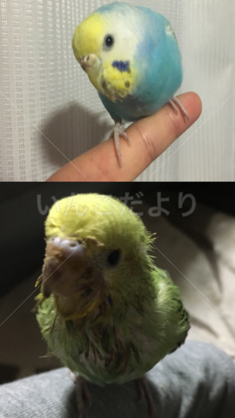 迷い鳥の写真