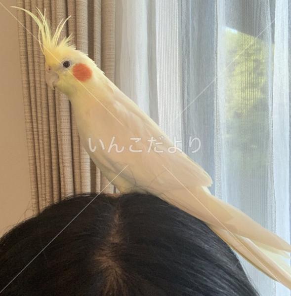 迷い鳥の写真