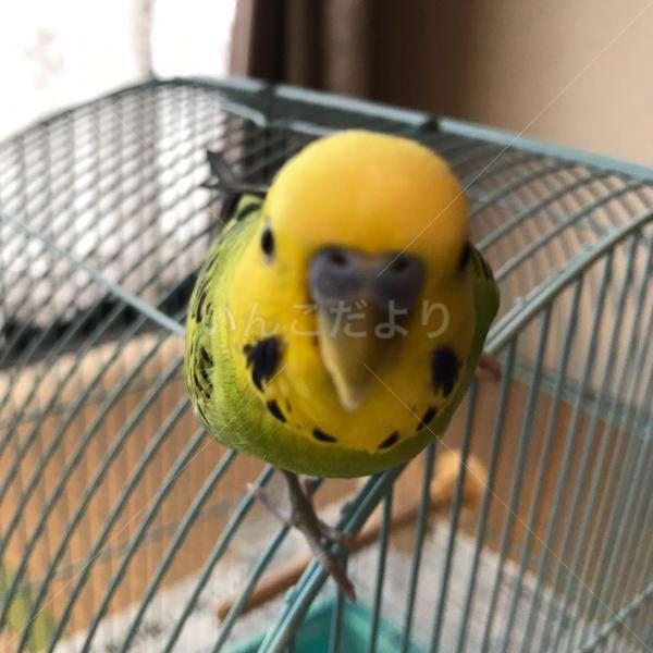 迷い鳥の写真
