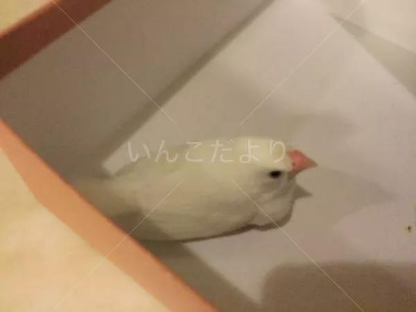 保護鳥の写真