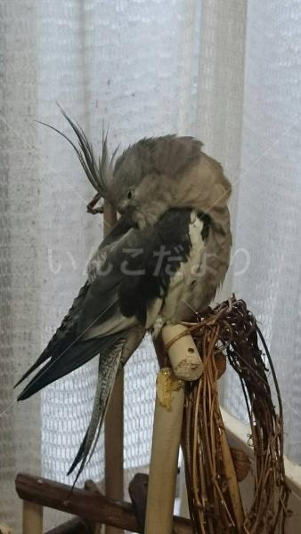 迷い鳥の写真