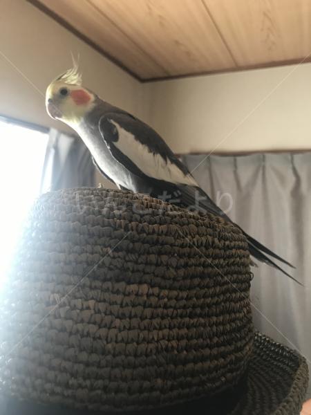 保護鳥の写真