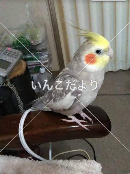 迷い鳥の写真