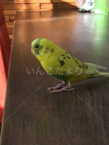 保護鳥の写真