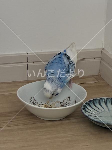 保護鳥の写真