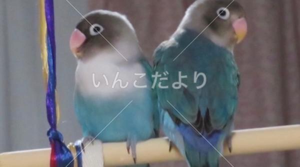迷い鳥の写真