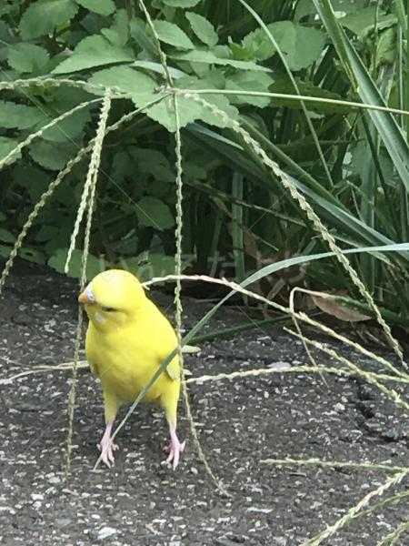 保護鳥の写真
